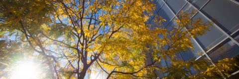 Sunlight through trees at MIT's campus.