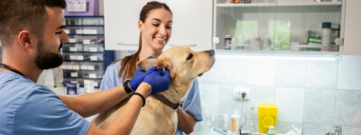 Two veterinarians with a dog.