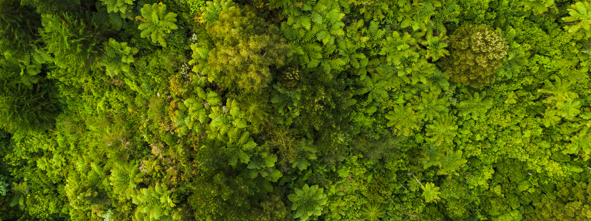 An overhead shot of lush green tree cover.